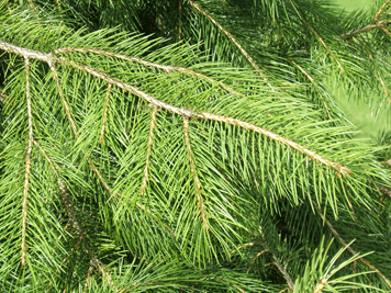 Picea smithiana