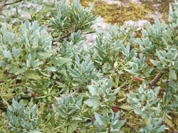 Phyllocladus alpinus