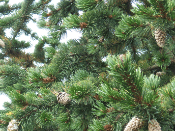 Pinus aristata