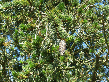 Pinus balfouriana