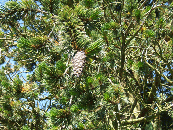 Pinus balfouriana