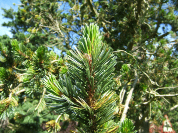 Pinus balfouriana