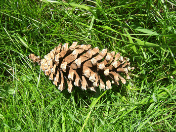 Pinus balfouriana
