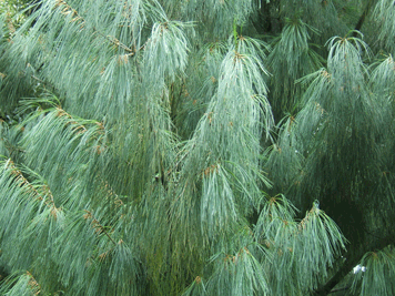 Pinus bhutanica