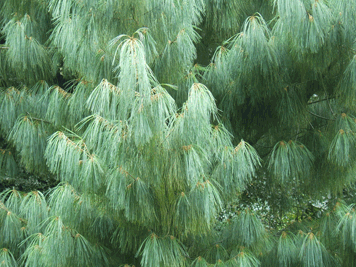 Pinus bhutanica