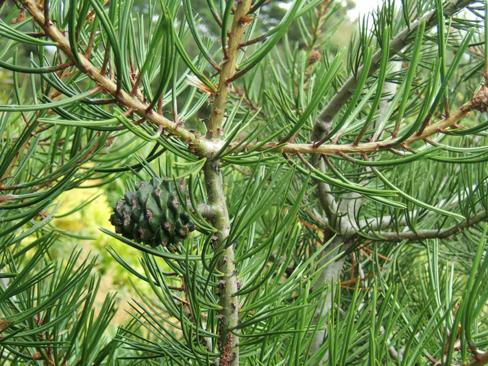 Lacebark Pine For Sale