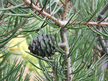 Pinus bungeana