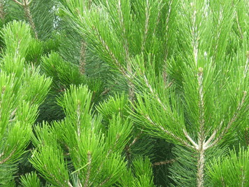 Pinus cembroides