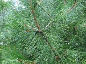 Pinus densata