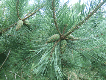 Pinus densiflora