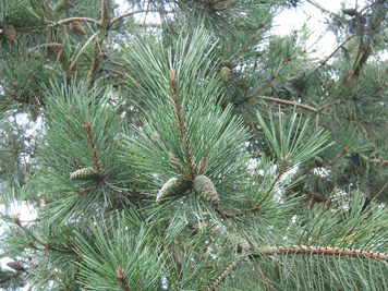 Pinus densiflora