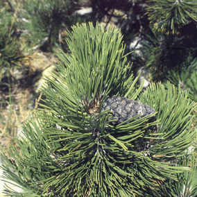Pinus heldreichii
