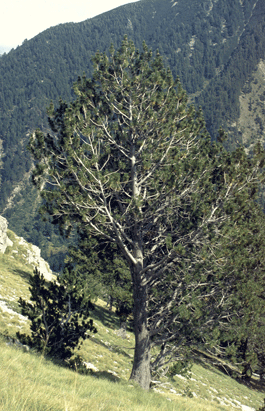 Pinus heldreichii