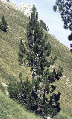 Pinus heldreichii