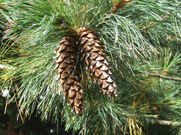 Pinus monticola