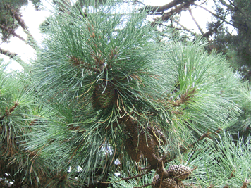 Pinus muricata