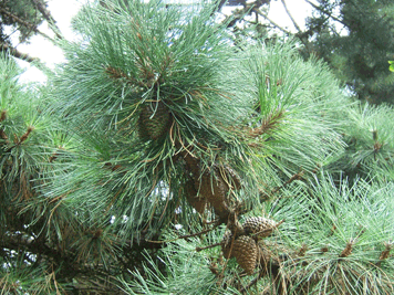 Pinus muricata
