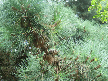 Pinus muricata