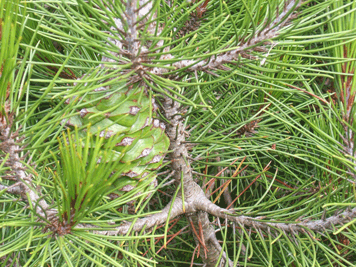 Pinus nelsonii