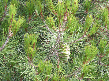 Pinus nelsonii