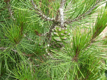 Pinus nelsonii