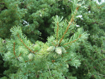 Pinus parviflora