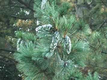 Pinus peuce