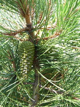 Pinus pinaster