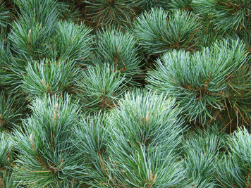 Pinus pumila