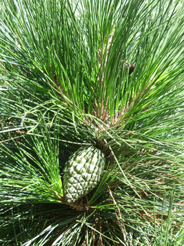 Pinus radiata
