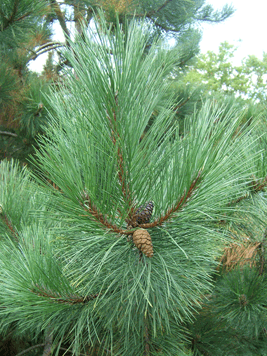 Pinus resinosa