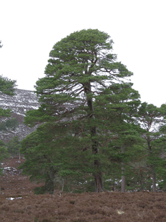 Pinus sylvestris