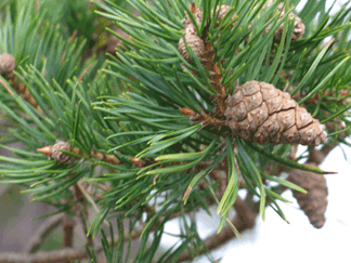 Pinus sylvestris