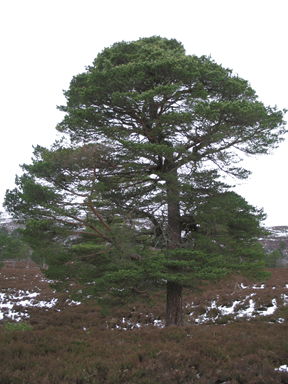 Pinus sylvestris