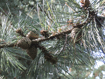 Pinus tabuliformis
