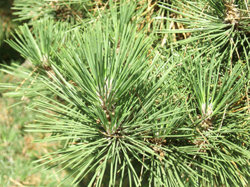 Pinus thunbergii