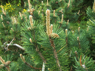 Pinus mugo uncinata