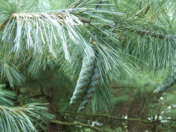 Pinus wallichiana