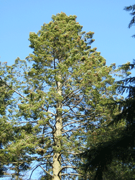 Pseudotsuga menziesii glauca