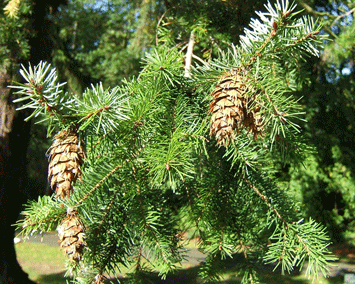 Pseudotsuga menziesii