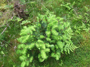 Pseudotsuga menziesii