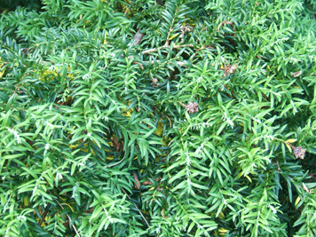 Saxegothea conspicua