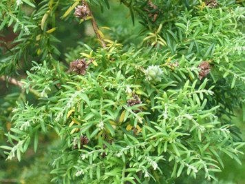 Saxegothea conspicua