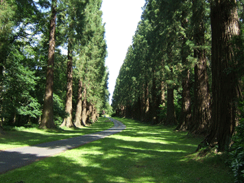 Sequoiadendron giganteum