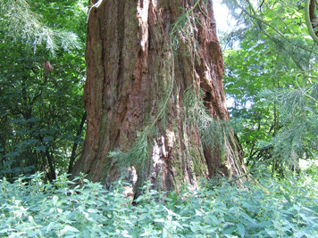 Sequoiadendron giganteum
