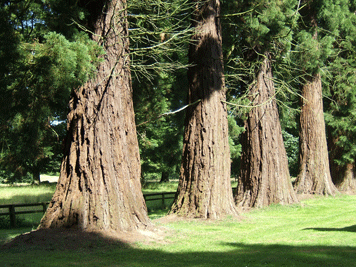 Sequoiadendron giganteum