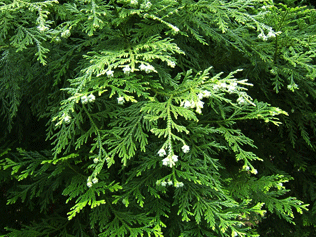 Thujopsis dolabrata