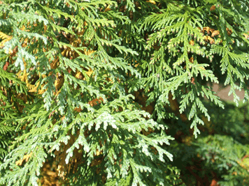 Thuja koraiensis