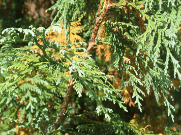 Thuja koraiensis