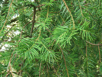Torreya californica